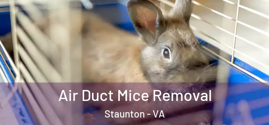 Air Duct Mice Removal Staunton - VA